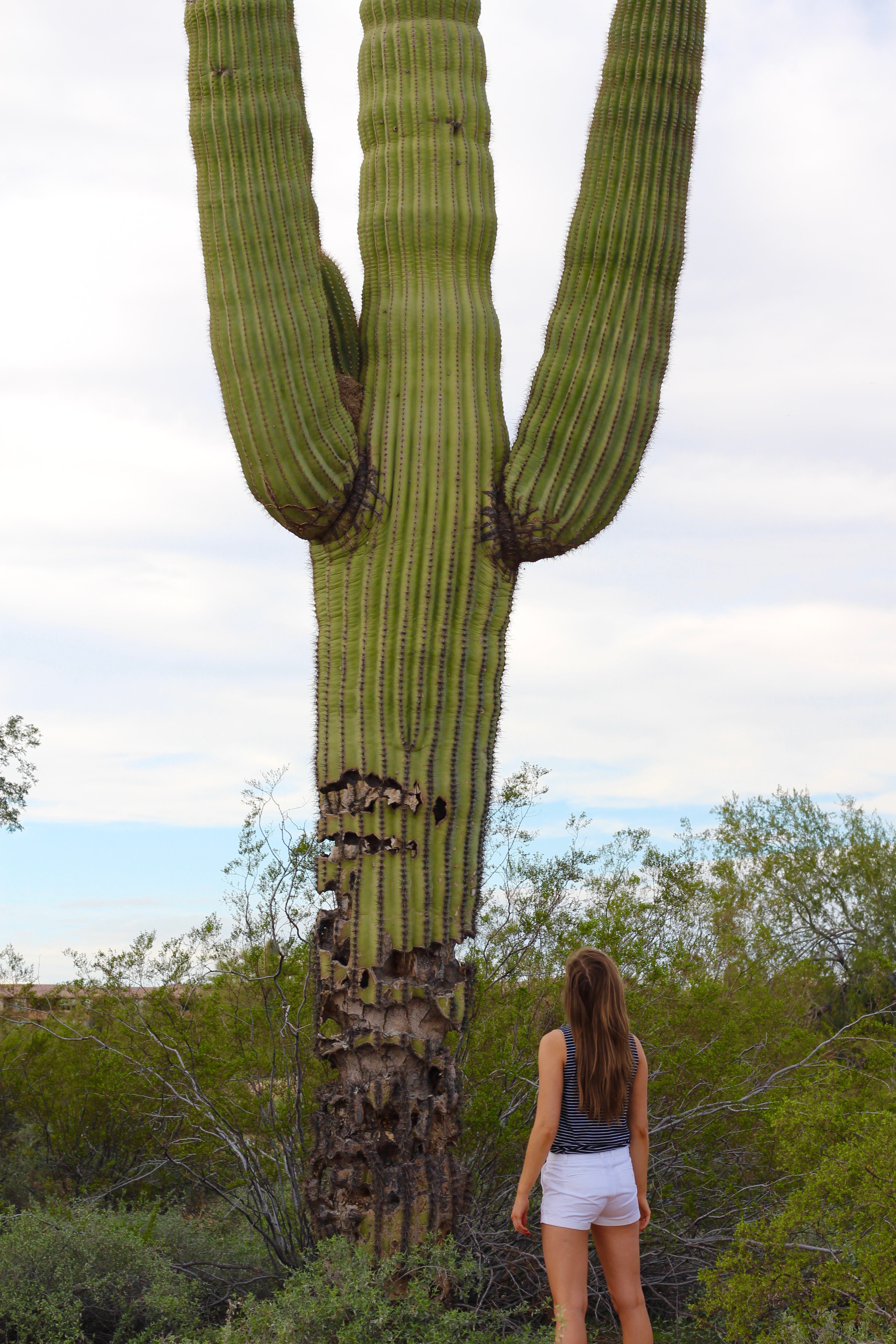 My Trip to Arizona | Recap by Lauren Lindmark on Daily Dose of Charm
