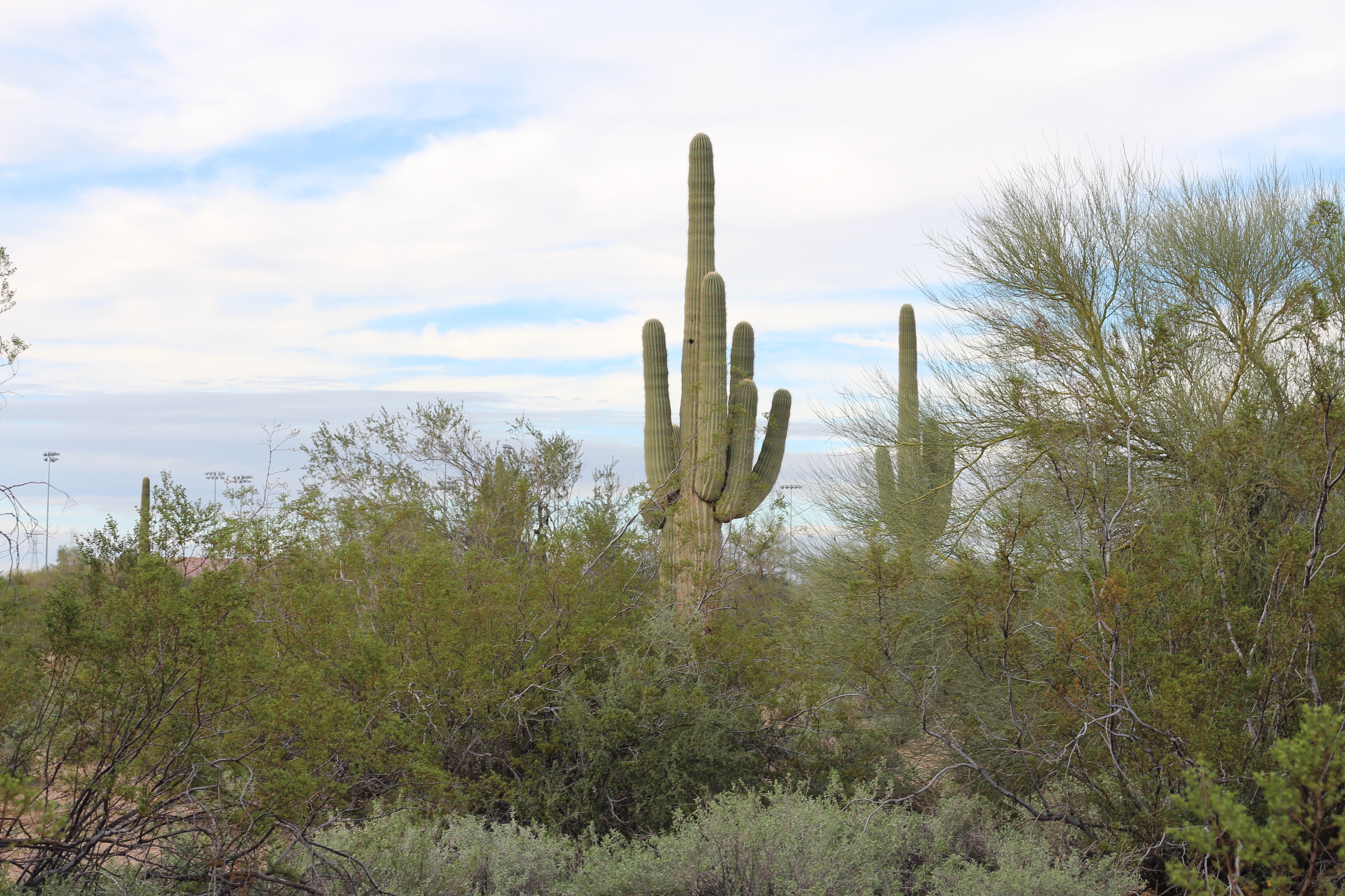 My Trip to Arizona | Recap by Lauren Lindmark on Daily Dose of Charm