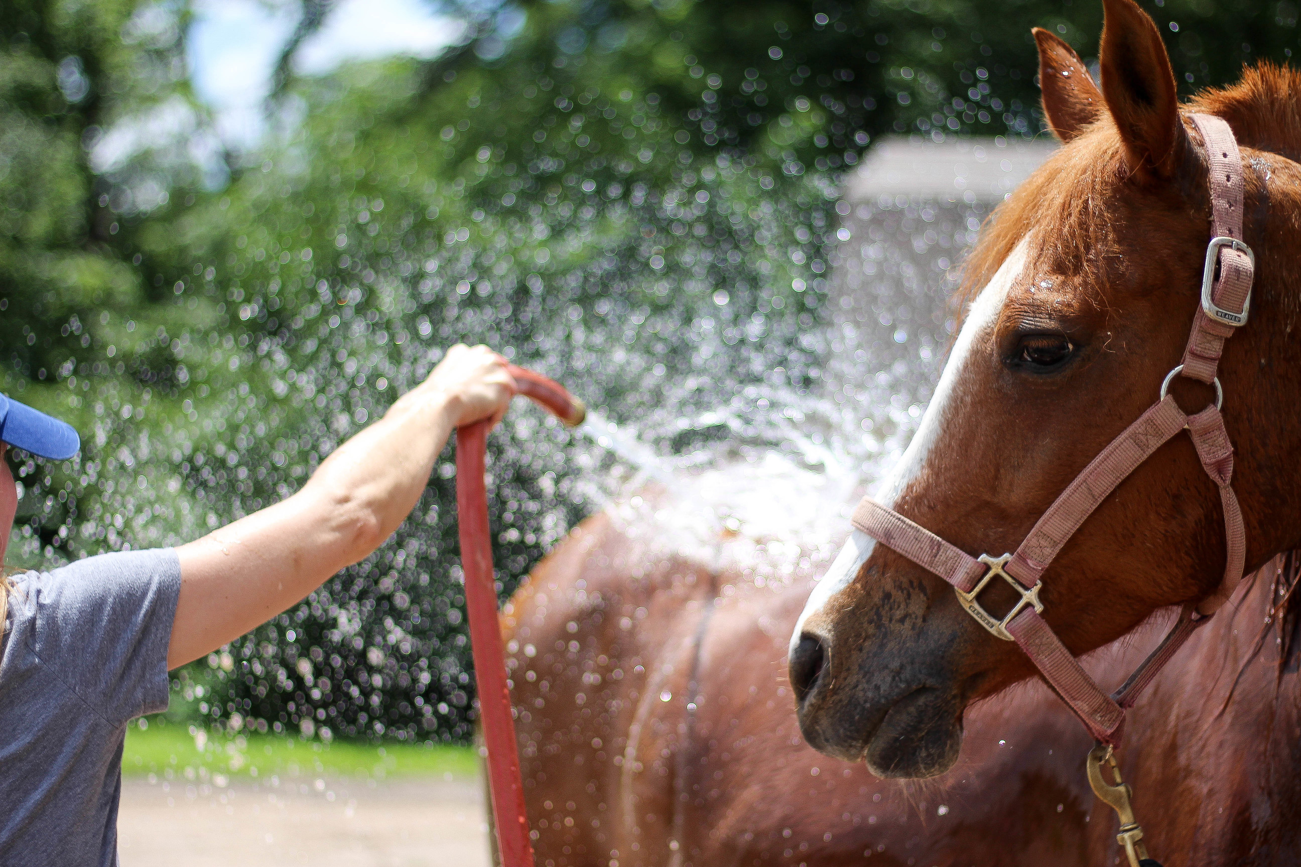 Horse back riding, horse and girl, horses, sorority hat, barn outfit, by lauren lindmark on daily dose of charm