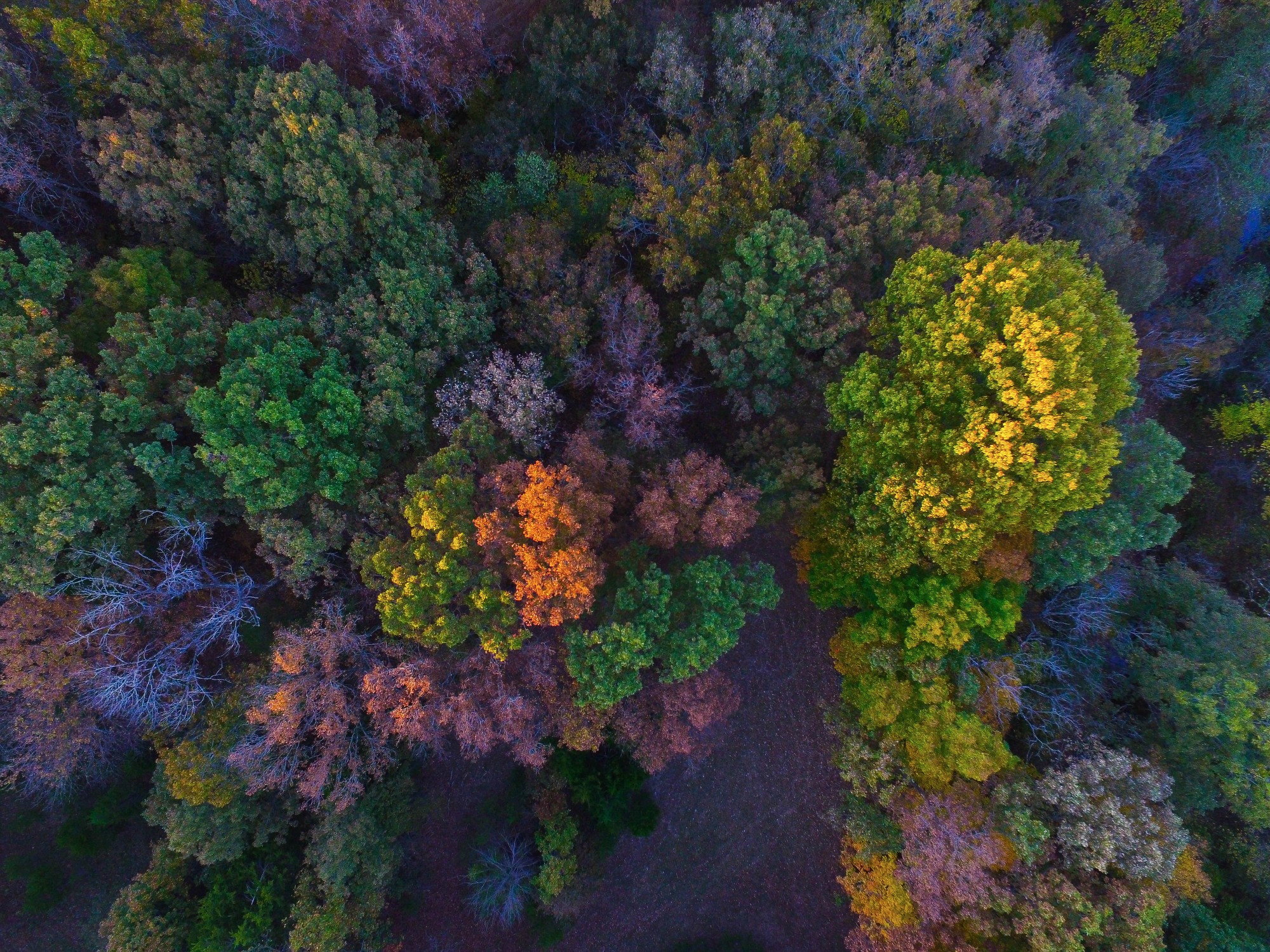 Fall Weekend at the farm autumn leaves and trees DJI Phantom 3 advanced video and Outfit of the day! By lauren lindmark on dailydoseofcharm.com lauren lindmark