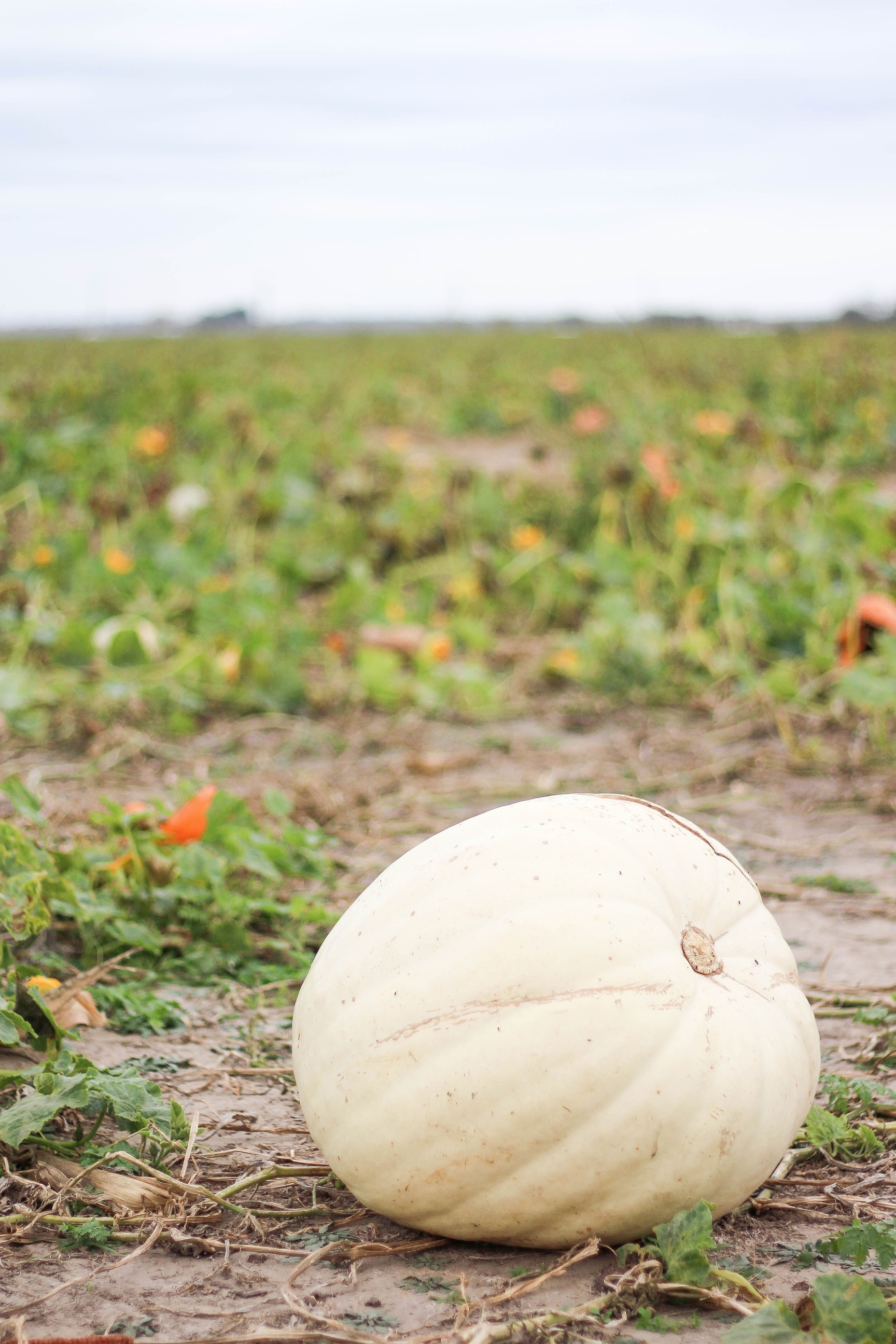 Fall pumpkin patch outfit LL bean boots southern tide by Lauren Lindmark on Daily Dose of Charm dailydoseofcharm.com