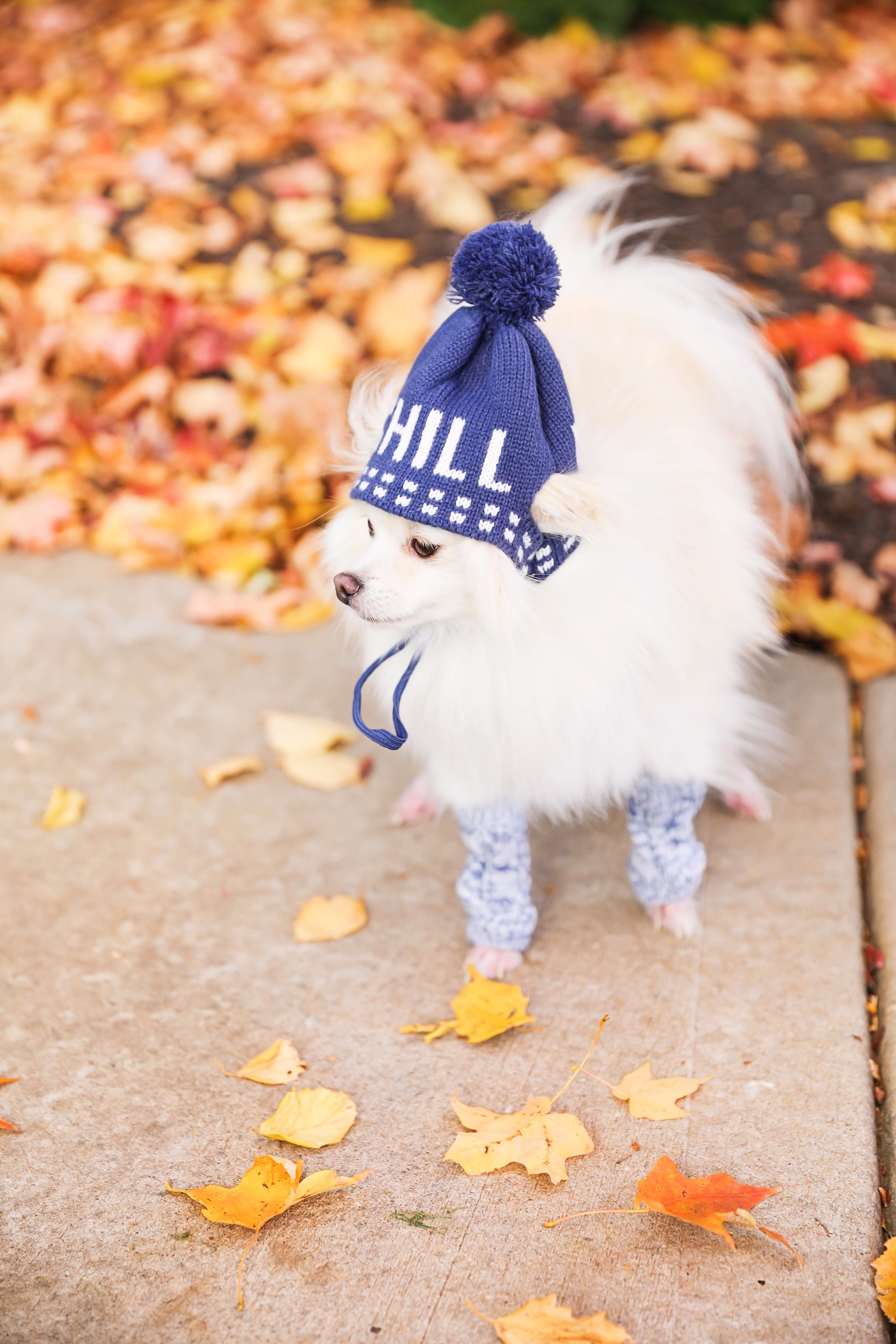 Pomeranian in the fall! Burnt orange soft free people sweater paired with frye boots and cable knit socks. Fall fashion inspiration! Get details on daily dose of charm fashion blog lauren lindmark
