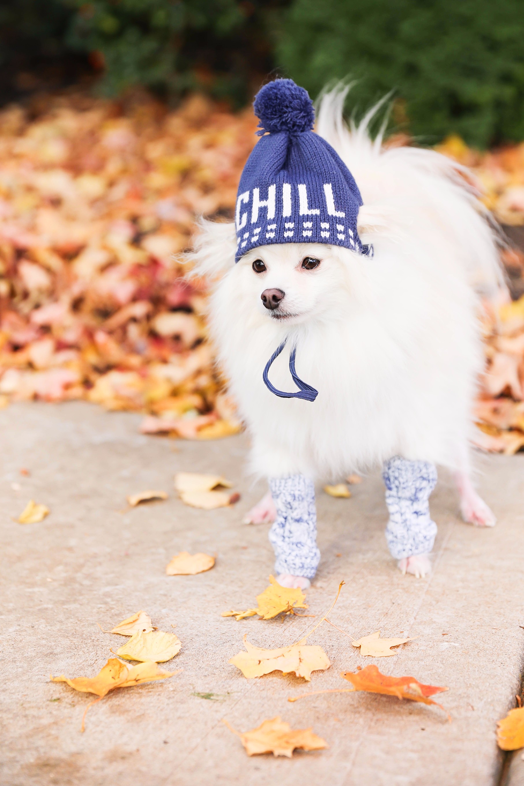 Pomeranian in the fall! Burnt orange soft free people sweater paired with frye boots and cable knit socks. Fall fashion inspiration! Get details on daily dose of charm fashion blog lauren lindmark