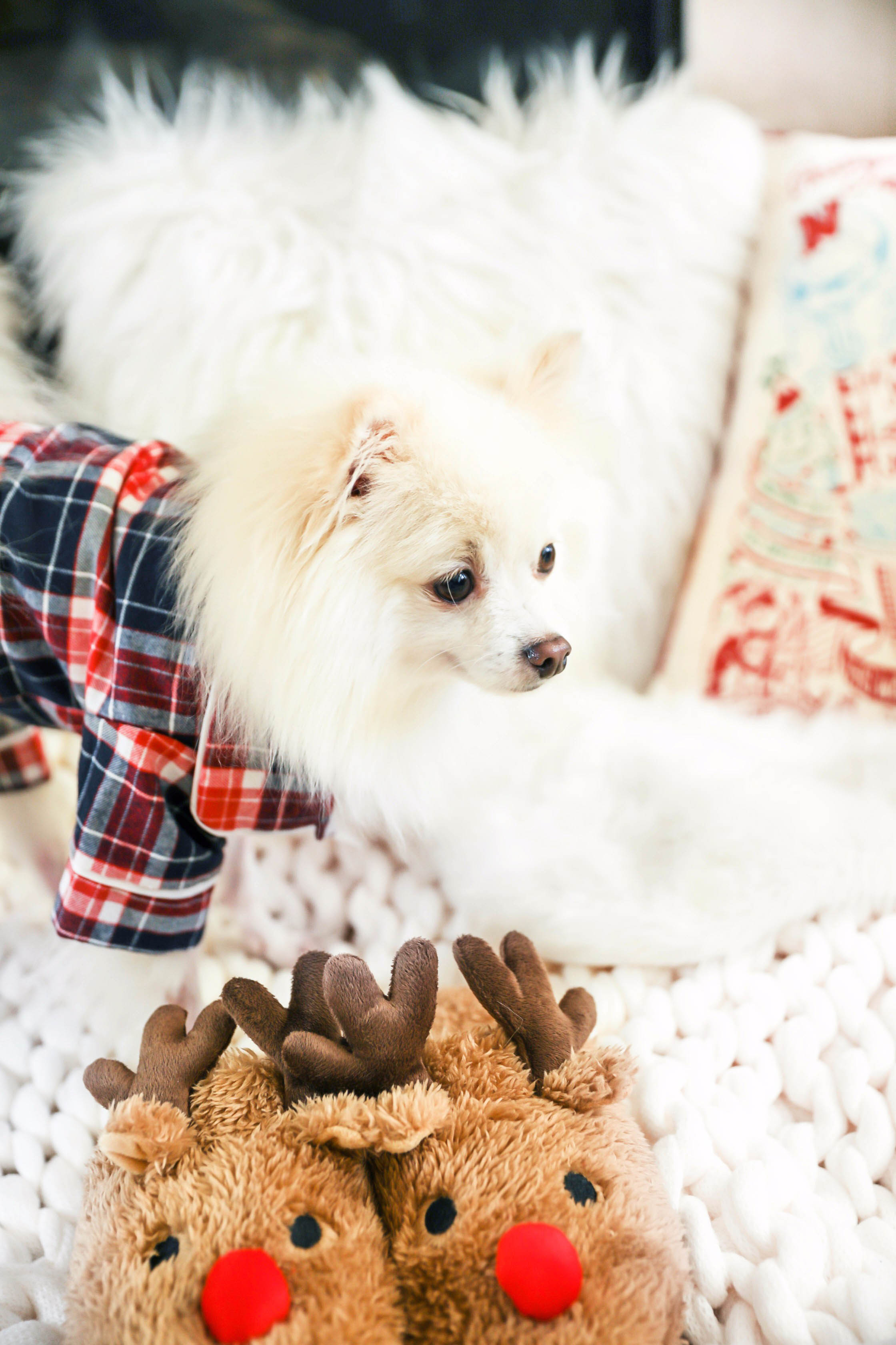 Matching pajamas with dog! Cute plaid matching pajamas with my white pomeranian! The cutest Pomeranian christmas photos! Details on fashion blog daily dose of charm by lauren lindmark