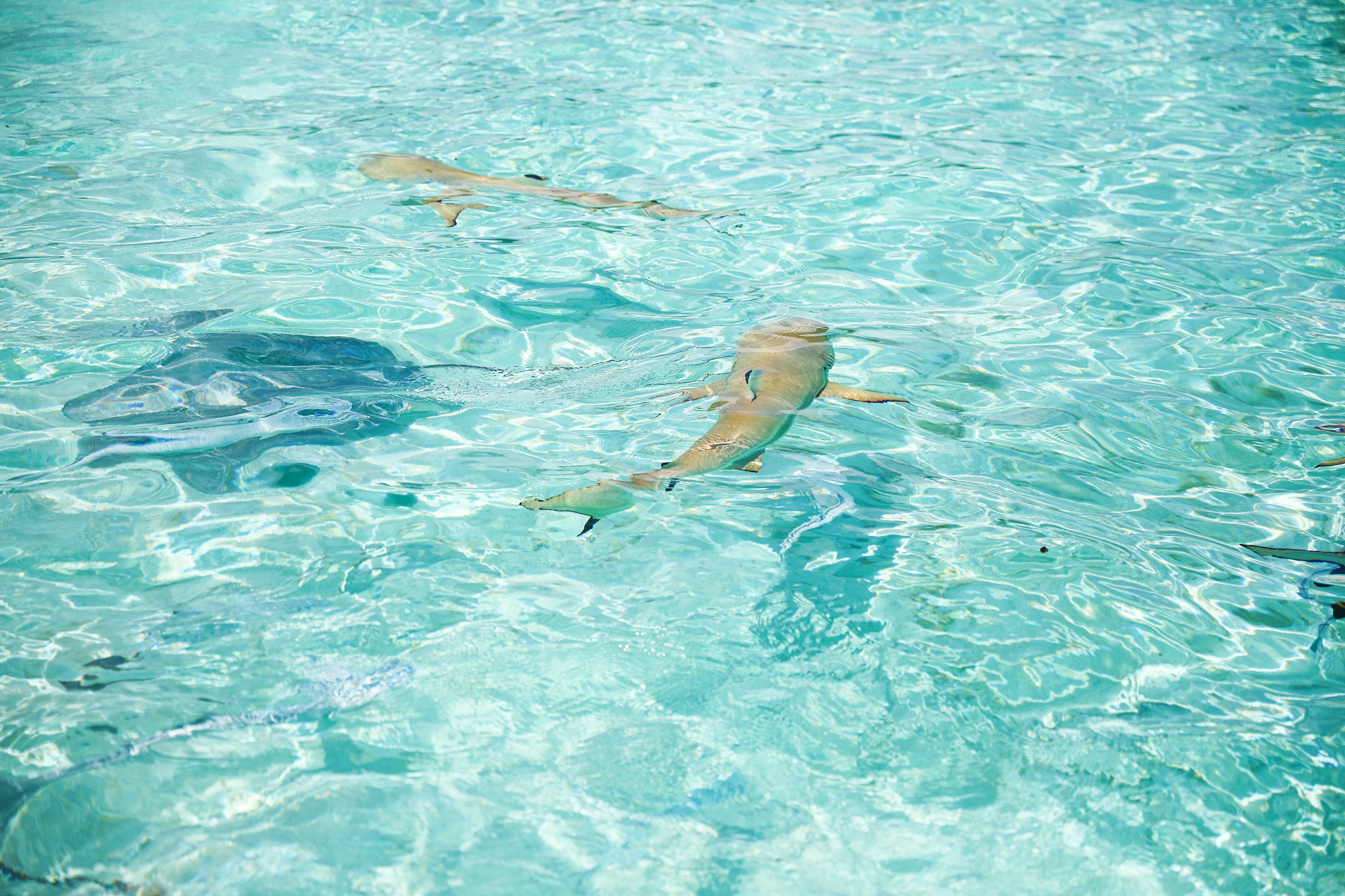 Swimming with sharks in Bora Bora, French Polynesia! I wore the prettiest Bora Bora flower crown by the ocean! The water was so clear and blue! Details on travel blog daily dose of charm by travel blogger and fashion blogger lauren lindmark