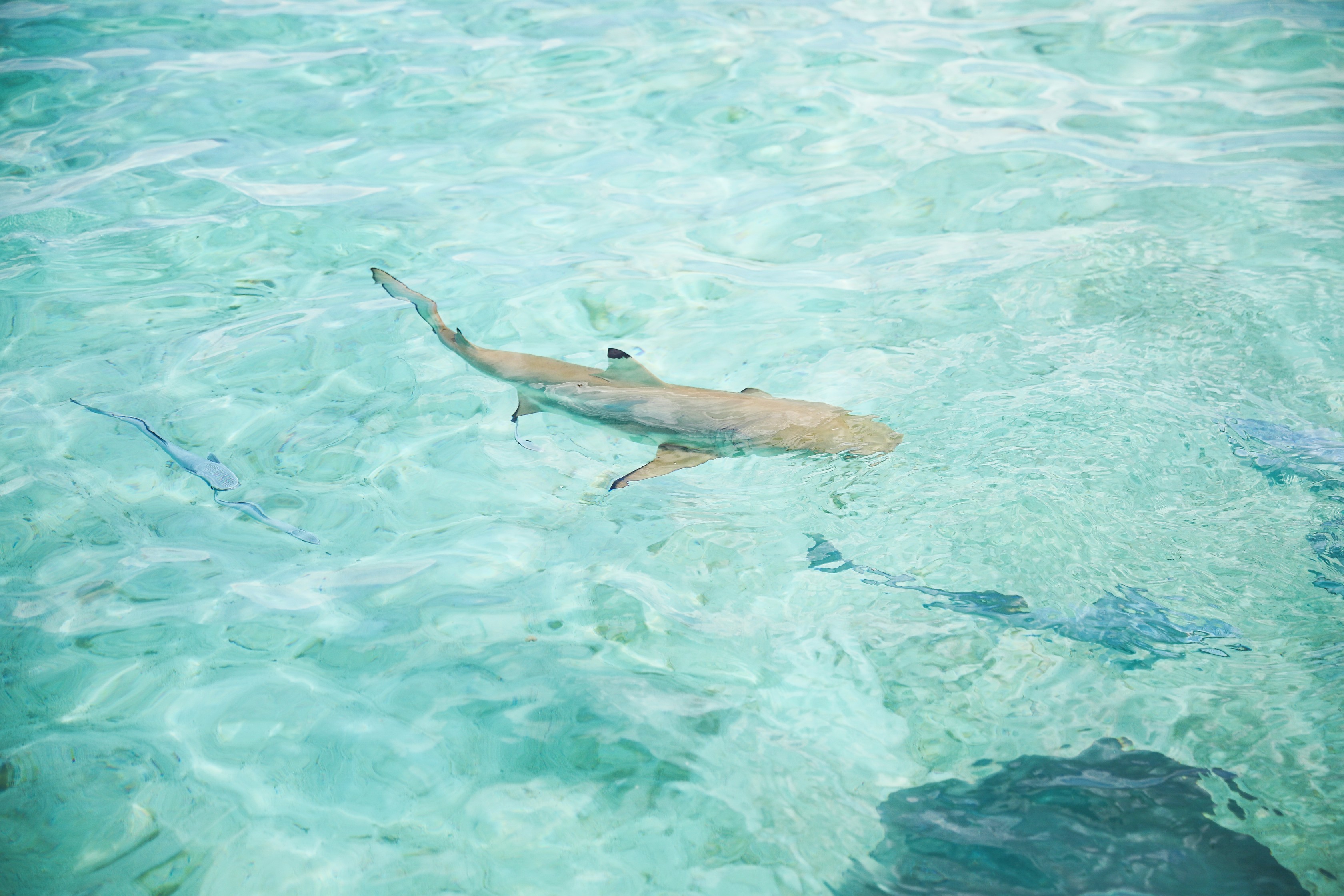 Swimming with sharks in Bora Bora, French Polynesia! I wore the prettiest Bora Bora flower crown by the ocean! The water was so clear and blue! Details on travel blog daily dose of charm by travel blogger and fashion blogger lauren lindmark