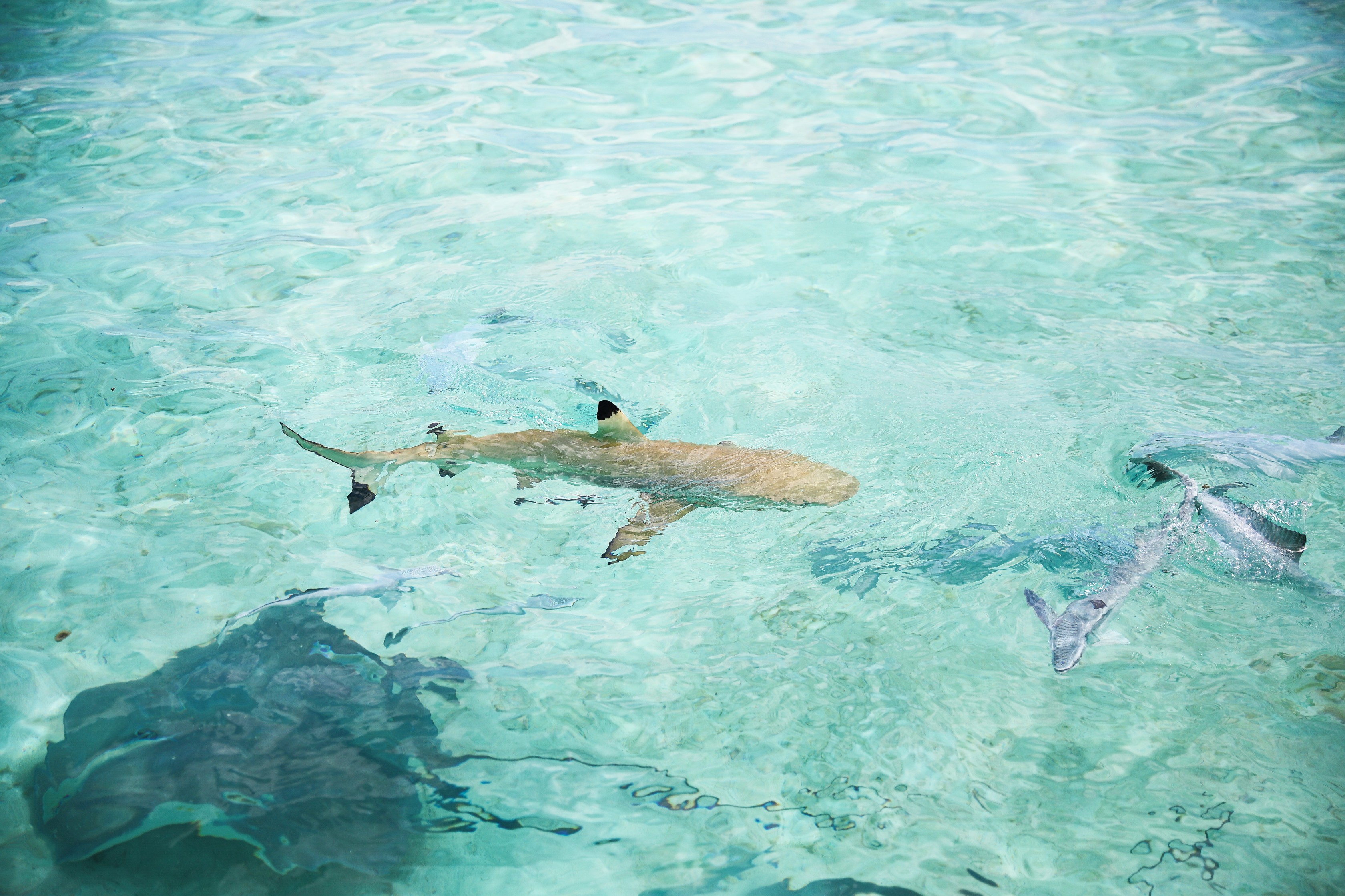 Swimming with sharks in Bora Bora, French Polynesia! I wore the prettiest Bora Bora flower crown by the ocean! The water was so clear and blue! Details on travel blog daily dose of charm by travel blogger and fashion blogger lauren lindmark