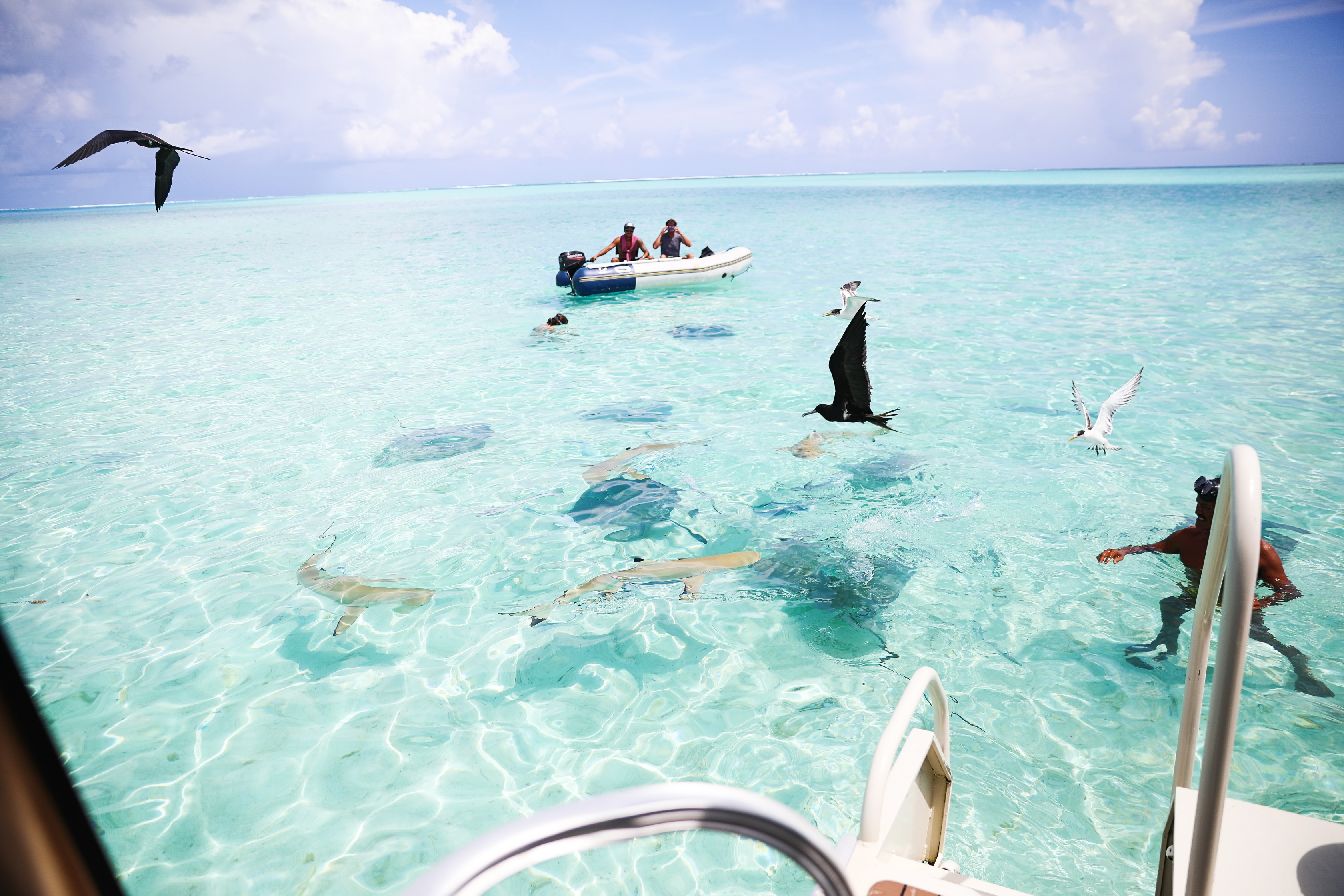 Swimming with sharks in Bora Bora, French Polynesia! I wore the prettiest Bora Bora flower crown by the ocean! The water was so clear and blue! Details on travel blog daily dose of charm by travel blogger and fashion blogger lauren lindmark