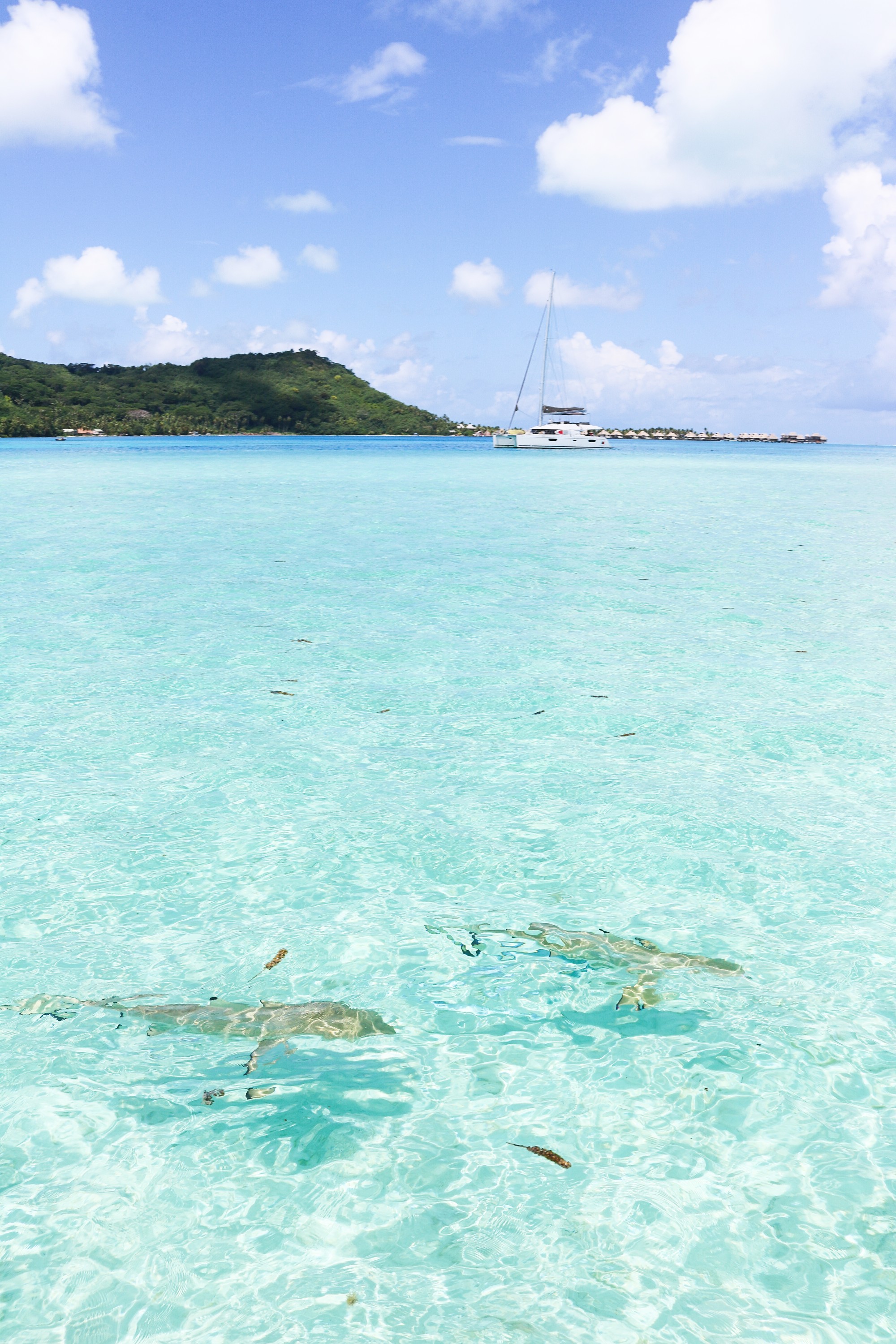 Swimming with sharks in Bora Bora, French Polynesia! I wore the prettiest Bora Bora flower crown by the ocean! The water was so clear and blue! Details on travel blog daily dose of charm by travel blogger and fashion blogger lauren lindmark